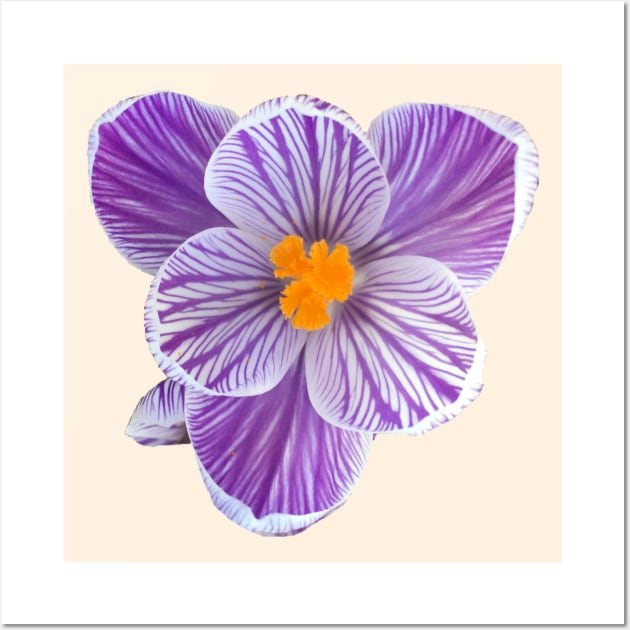 Stripy Purple Crocus Wall Art by Amanda1775